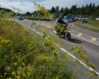 BB 12 0389 / Pastinaca sativa / Pastinakk <br /> Pastinaca sativa hortensis / Hagepastinakk